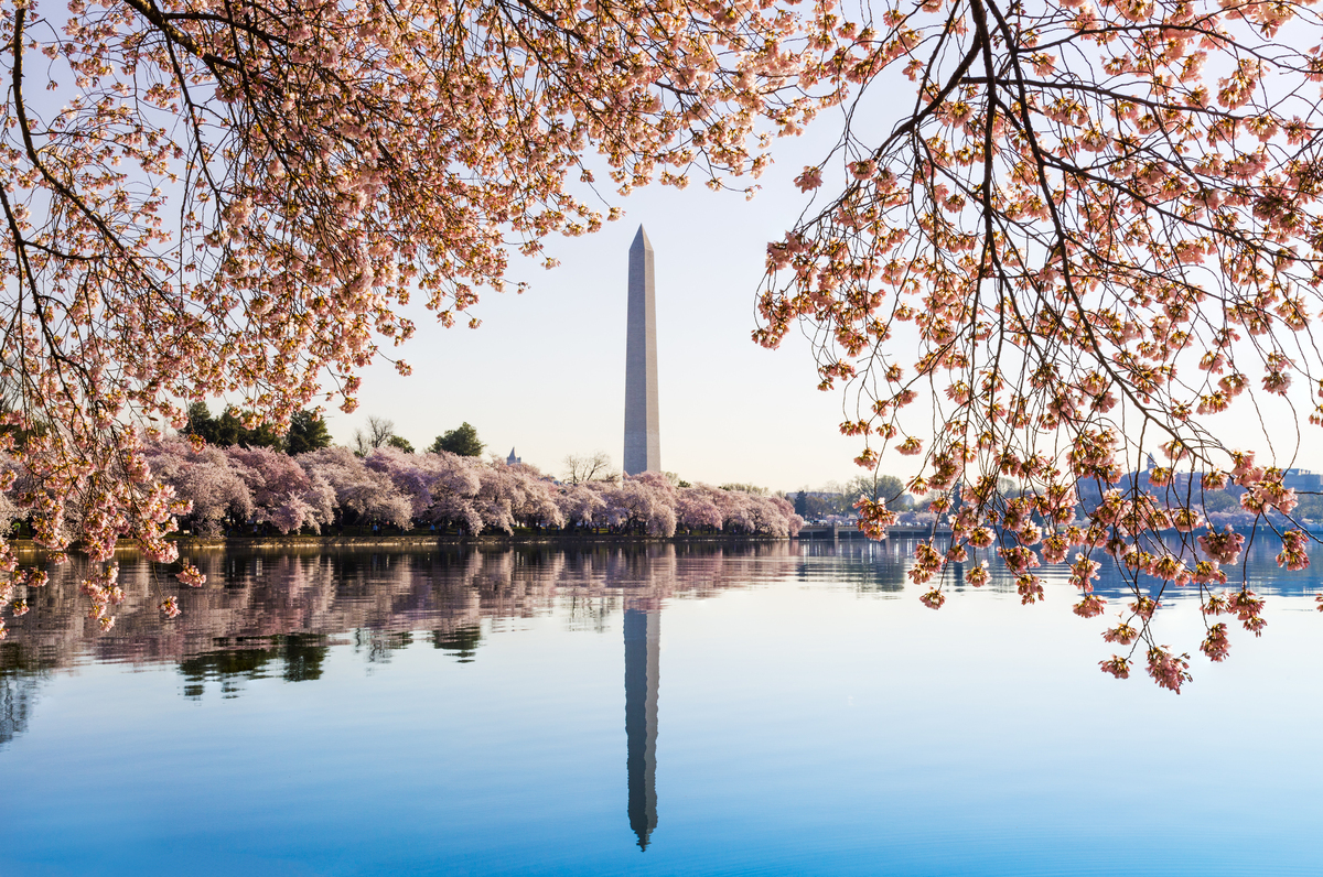 National mall with cherry blossoms
