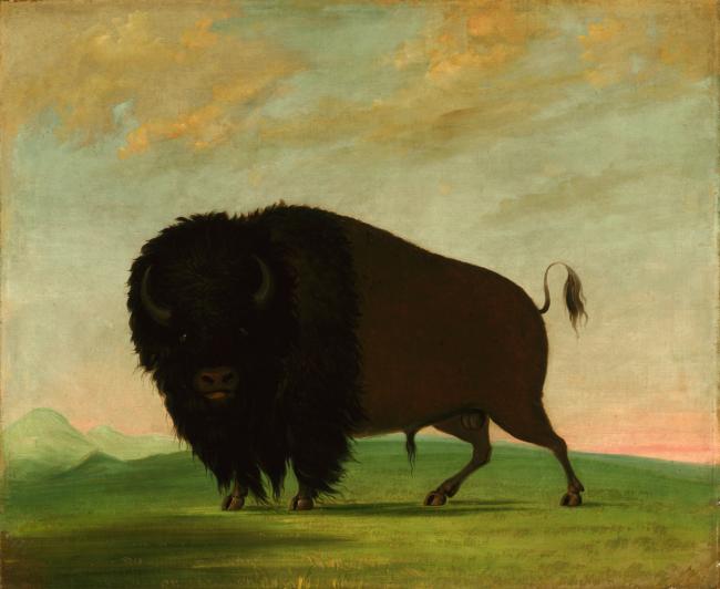 'Picturing the American Buffalo: George Catlin and Modern Native American Artists' exhibit at the Smithsonian American Art Museum in DC
