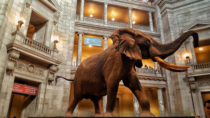 @lobbycreepers - Henry the Elephant at the Smithsonian National Museum of Natural History - Free things to do in Washington, DC