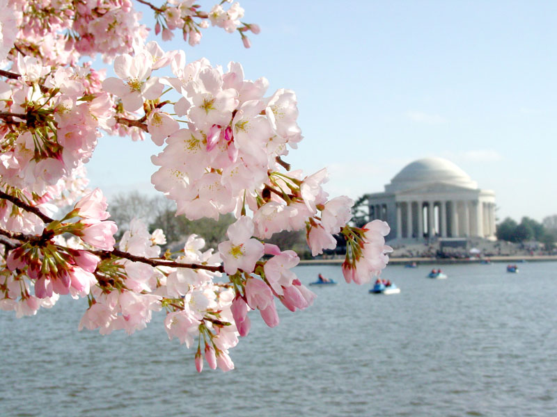 Cherry blossom trees framing the Jefferson Memorial on the Tidal Basin - Spring National Cherry Blossom Festival in Washington, DC