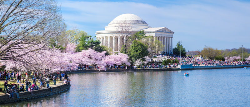 Tidal Basin and Jefferson Memorial during the National Cherry Blossom Festival - Spring in Washington, DC
