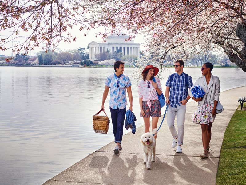 Friends walking along Tidal Basin & cherry blossoms - Spring in Washington, DC